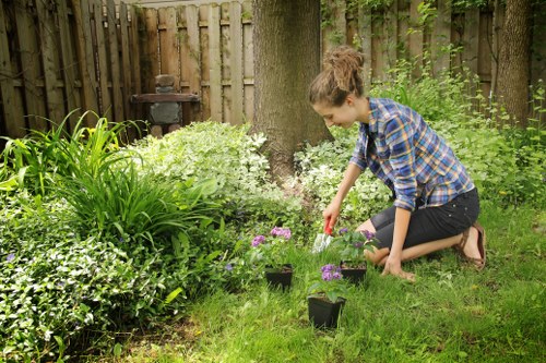 Autumn lawn care treatment for a local Deptford garden